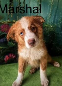 Macie -  Australian Terrier Dog for Adoption in Eatontown, New Jersey - Macie | PetCurious