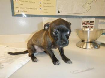 Chihuahua Dogs Available for Adoption in San Jose, California - ARTEMIS | PetCurious