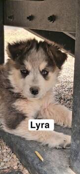 Husky Dogs Available for Adoption in Lafayette, Colorado - Lyra | PetCurious