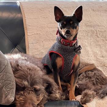 Javier -  Chihuahua and Miniature Pinscher Dog for Adoption in Sherwood, Oregon - Javier | PetCurious