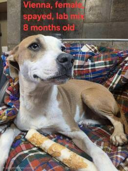 Vienna -  Labrador Retriever and Mixed Breed Dog for Adoption in Shrewsbury, Massachusetts - Vienna | PetCurious