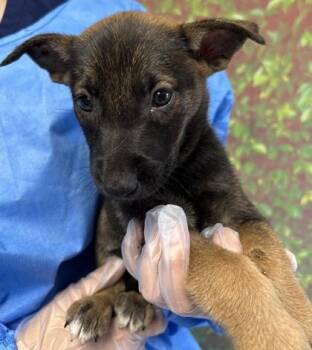 Mila -  Shepherd and Mixed Breed Dog for Adoption in San Antonio, Texas - Mila | PetCurious