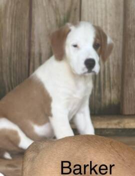 Barker -  Labrador Retriever and Mixed Breed Dog for Adoption in Parma, Ohio - Barker | PetCurious