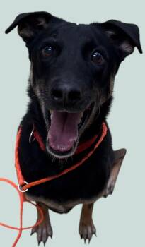 Rescue Whippet and German Shepherd Dog Dogs for Adoption in New Castle, Indiana - Chase | PetCurious