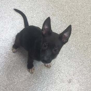 Bongo -  Shepherd Dog Available for Adoption in Kansas City, Kansas - Bongo | PetCurious