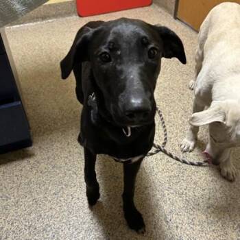 Labrador Retriever and Mixed Breed Dogs Available for Adoption in Merriam, Kansas - Karma | PetCurious