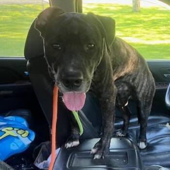 Odin -  Mixed Breed Dog for Adoption in Owosso, Michigan - Odin | PetCurious