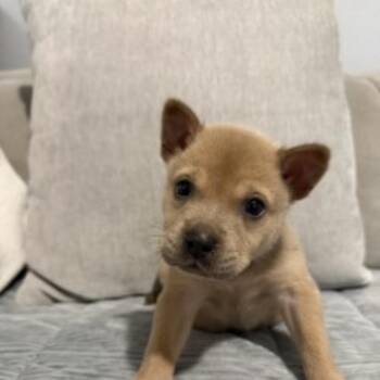 Staffordshire Bull Terrier and Mixed Breed Dogs Available for Adoption in Houston, Texas - KENAI | PetCurious