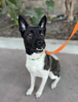 Freya -  Husky Dog for Adoption in Frazier Park, California - Freya | PetCurious