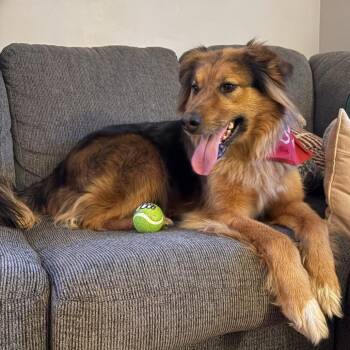 Australian Shepherd Dogs Available for Adoption in Cincinnati, Ohio - Bear | PetCurious