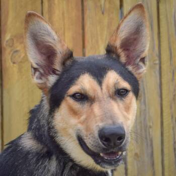 German Shepherd Dog and Collie Dogs Available for Adoption in Huntley, Illinois - Brian | PetCurious