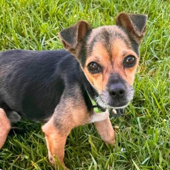 Bellingham - Chino Hills Location -  Chihuahua and Mixed Breed Dog for Adoption in Chino Hills, California - Bellingham - Chino Hills Location | PetCurious