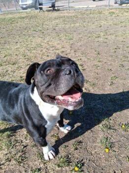 Fox Terrier and Mixed Breed Dogs Available for Adoption in Scottsbluff, Nebraska - Handsome Mike | PetCurious