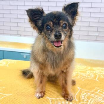 Chihuahua Dogs Available for Adoption in San Francisco, California - Cassette 13981 | PetCurious