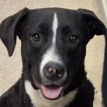Pookie -  Australian Cattle Dog Blue Heeler and Mixed Breed Dog for Adoption in Brenham, Texas - Pookie | PetCurious