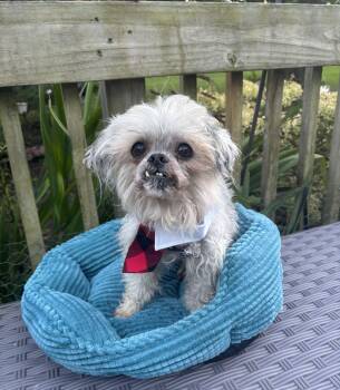 Gizmo -  Shih Tzu Dog for Adoption - Gizmo | PetCurious
