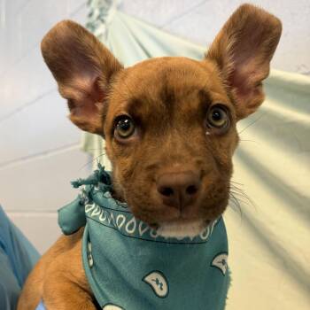Gremlin -  Mixed Breed Dog for Adoption in Canal Winchester, Ohio - Gremlin | PetCurious