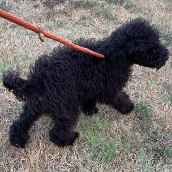 Fudge -  Standard Poodle Dog for Adoption in Zimmerman, Minnesota - Fudge | PetCurious