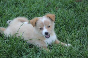 Elton -  Pomeranian Dog for Adoption in Alafaya, Florida - Elton | PetCurious