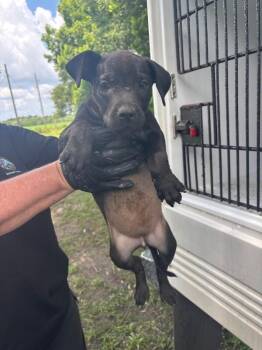 Octavia -  Labrador Retriever Dog for Adoption in Mobile, Alabama - Octavia | PetCurious