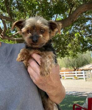 Yorkshire Terrier Dogs Available for Adoption in Temecula, California - Bennett | PetCurious