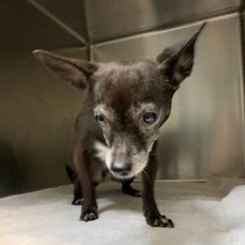 Diva -  Chihuahua Dog for Adoption in Pasadena, California - Diva | PetCurious