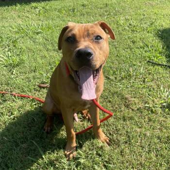 Sokka -  Mixed Breed Dog for Adoption in Chattanooga, Tennessee - Sokka | PetCurious