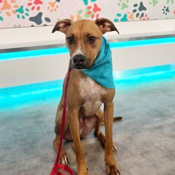 Rescue Mixed Breed Dogs for Adoption in Jacksonville, Florida - Gabe | PetCurious