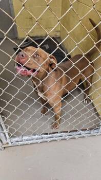 The Warden -  American Bulldog Dog for Adoption in Crossville, Tennessee - The Warden | PetCurious