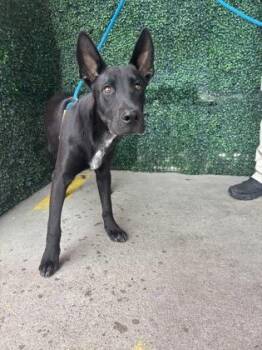 61687445 -  Labrador Retriever and Mixed Breed Dog for Adoption in El Paso, Texas - 61687445 | PetCurious