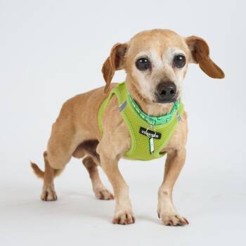 Chihuahua and Dachshund Dogs Available for Adoption in San Francisco, California - Ernie 13698 | PetCurious