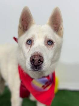 Husky and Labrador Retriever Dogs Available for Adoption in Carlsbad, California - Casper | PetCurious
