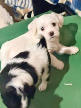 Honey Bun -  Shih Tzu and Chihuahua Dog for Adoption in West Richland, Washington - Honey Bun | PetCurious