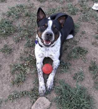 Muffin -  Australian Cattle Dog Blue Heeler Dog for Adoption in Thornton, Colorado - Muffin | PetCurious