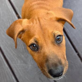 Magnolia -  Labrador Retriever Dog for Adoption in Escondido, California - Magnolia | PetCurious