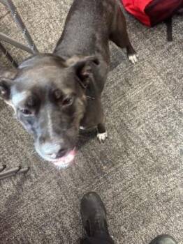 Indie -  Mixed Breed Dog for Adoption in West Chester, Pennsylvania - Indie | PetCurious