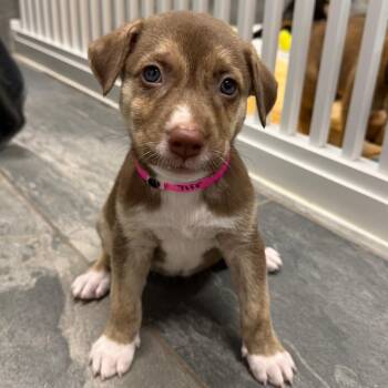 TIFF -  Labrador Retriever Dog for Adoption in West Palm Beach, Florida - TIFF | PetCurious