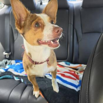 Cooler -  Corgi and Mixed Breed Dog for Adoption in Greensboro, North Carolina - Cooler | PetCurious