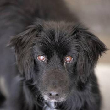 Carl (MY26-43) -  Australian Shepherd and Corgi Dog for Adoption in Peyton, Colorado - Carl (MY26-43) | PetCurious