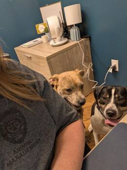 Domino -  Beagle and Pit Bull Terrier Dog for Adoption in Greenfield, Indiana - Domino | PetCurious