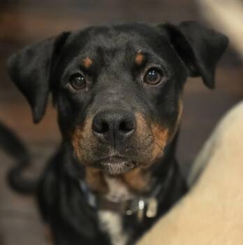 Rottweiler Dogs Available for Adoption in Newport, Kentucky - Missy | PetCurious