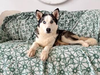 Floof Love Everafter -  Husky Dog for Adoption in Friendswood, Texas - Floof Love Everafter | PetCurious