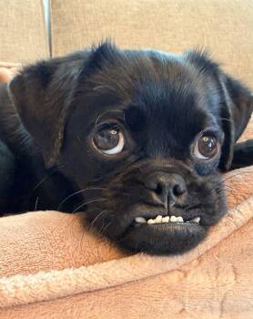 Pino -  Pug Dog for Adoption in Seattle, Washington - Pino | PetCurious