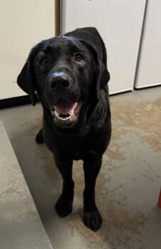 Zoey -  Labrador Retriever Dog for Adoption in Red Bluff, California - Zoey | PetCurious