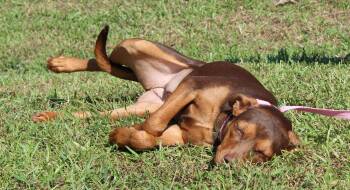 Bashful 44374 -  Doberman Pinscher Dog for Adoption in Prattville, Alabama - Bashful 44374 | PetCurious