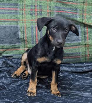 Romeo -  Hound and Labrador Retriever Dog for Adoption in Little Rock, Arkansas - Romeo | PetCurious