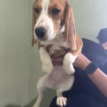 CXR6 7271 aka Georgia -  Beagle Dog for Adoption in Loxahatchee Groves, Florida - CXR6 7271 Aka Georgia | PetCurious