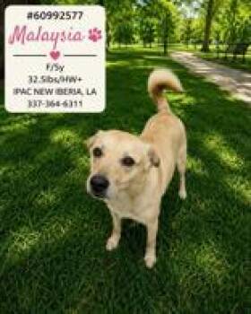 Malaysia -  Mixed Breed and Terrier Dog for Adoption in New Iberia, Louisiana - Malaysia | PetCurious