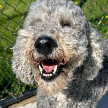 Poodle Dogs Available for Adoption in Matteson, Illinois - Bella | PetCurious