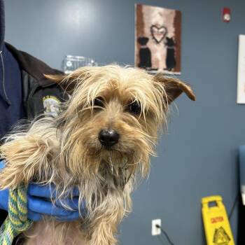 Yorkshire Terrier Dogs Available for Adoption - Darla | PetCurious
